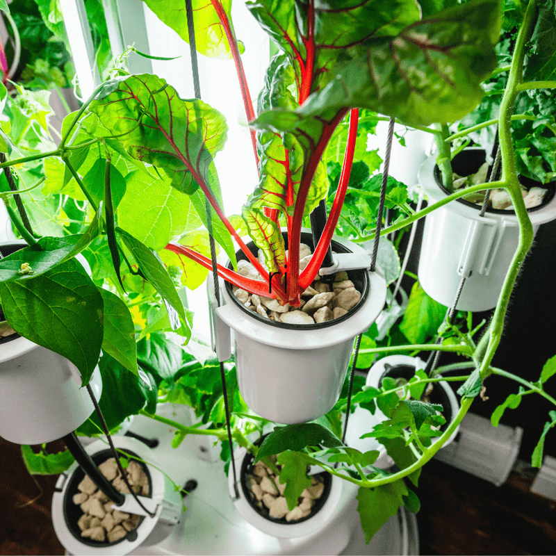 Nutritower Vertical Hydroponic Indoor Garden - Nutritower - Rise