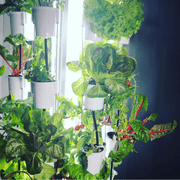 Nutritower Vertical Hydroponic Indoor Garden - Nutritower - Rise