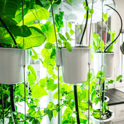 Nutritower Vertical Hydroponic Indoor Garden - Nutritower - Rise