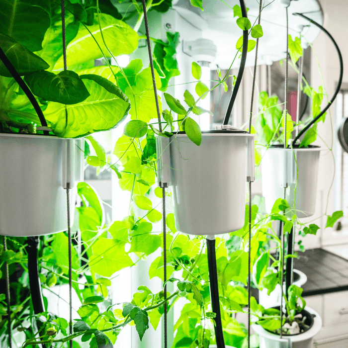 Nutritower Vertical Hydroponic Indoor Garden - Nutritower - Rise